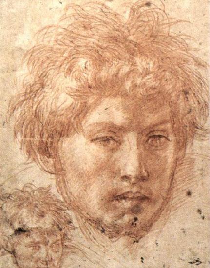 Andrea del Sarto Head of a Young Man